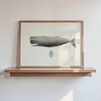 Vintage Whale Print | Sperm Whale Art - Unframed