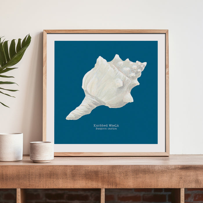 Hand-painted Whelk Shell Art Print | Marine Blue Background - Framed