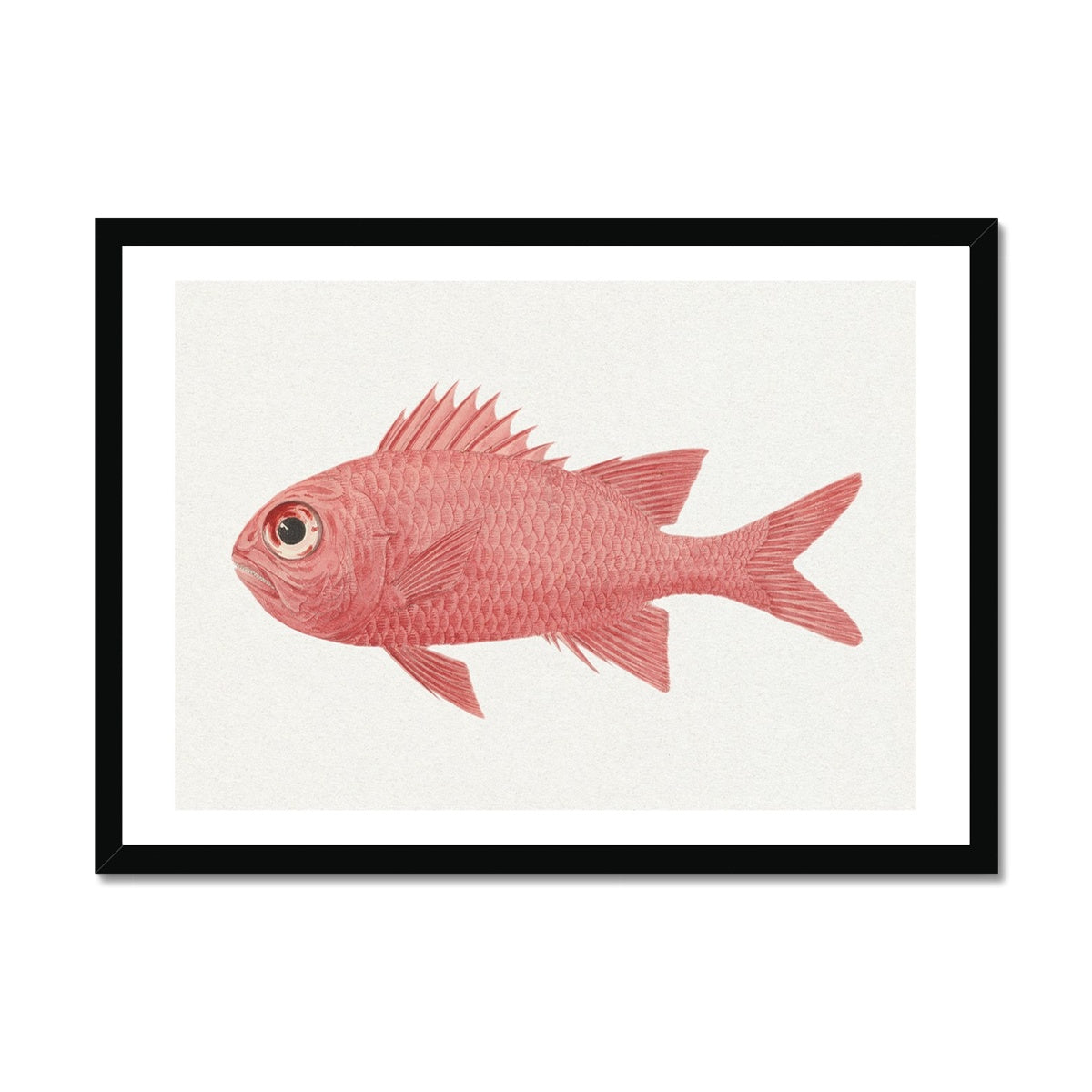Vintage Fish Painting No. 3 | Fish Wall Art - Framed