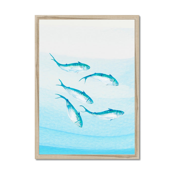 Mackerel Shoal 3 | Fish Wall Art Print - Framed