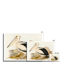 Pelican Painting | Vintage Bird Art Print - Unframed