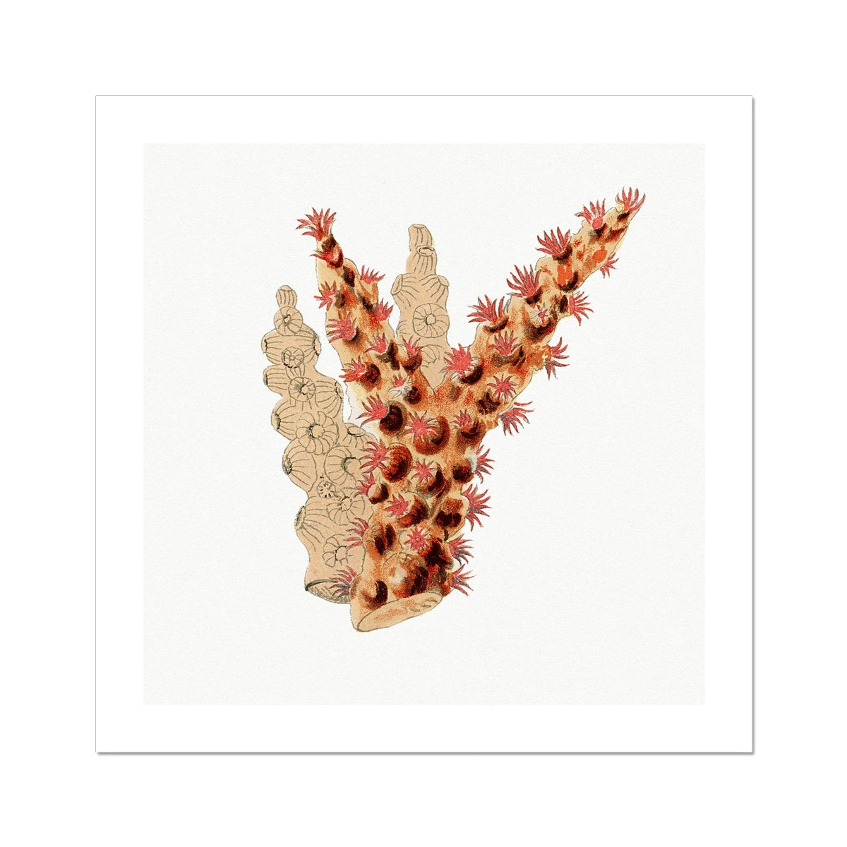 Reef Coral Print No 3 | Vintage Coral Wall Art - Unframed