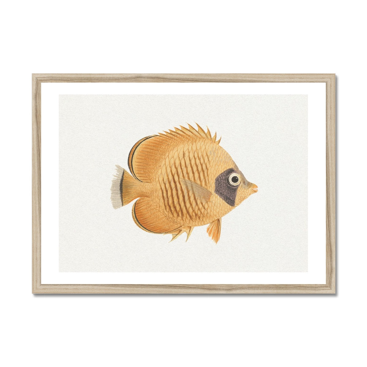 Vintage Fish Painting No. 2 | Fish Wall Art - Framed