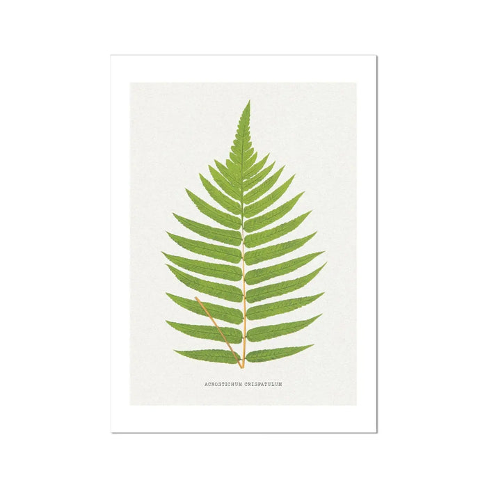 Acrostichum Crispatulum | Fern Prints | Botanical Wall Art - Unframed Art