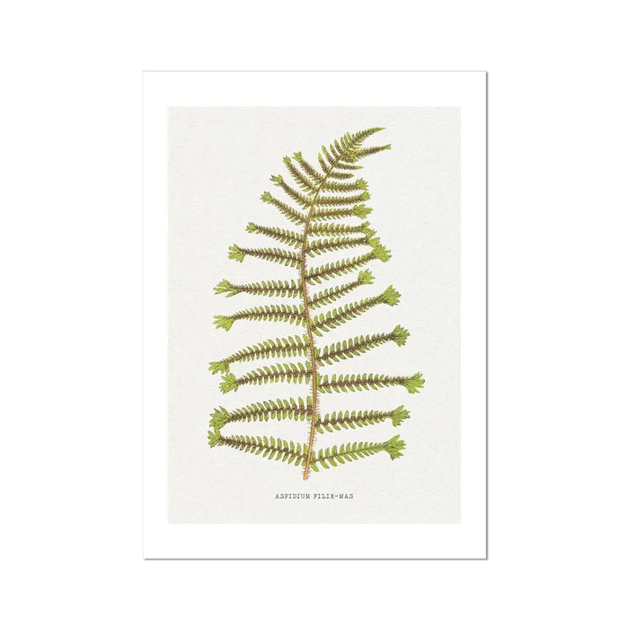 Aspidium Filix-mas | Fern Wall Art Print | Botanical Art - Unframed
