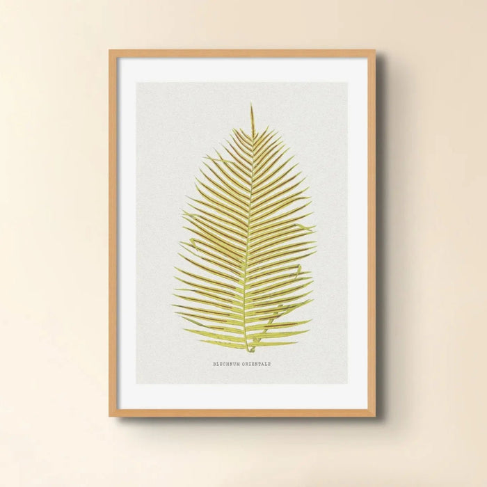 Check out this framed botanical art print featuring a fern print of Blechnum Orientale. It's a beautiful piece to add to any collection.