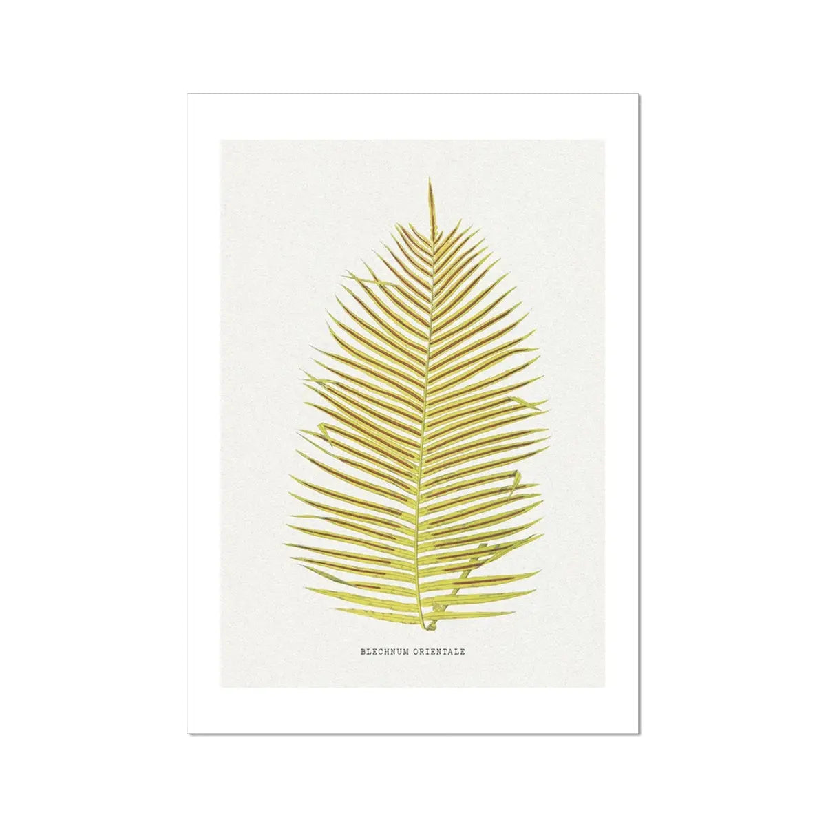 Blechnum Orientale | Fern Print | Botanical Art - Unframed