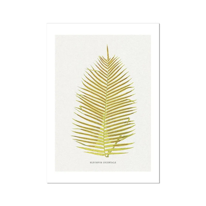 Blechnum Orientale | Fern Print | Botanical Art - Unframed