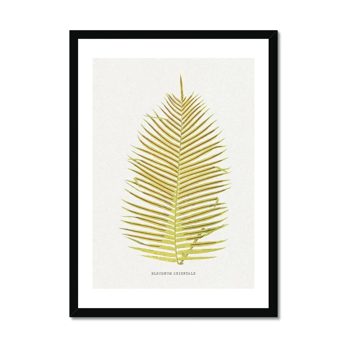 Check out this framed botanical art print featuring a fern print of Blechnum Orientale. It's a beautiful piece to add to any collection.