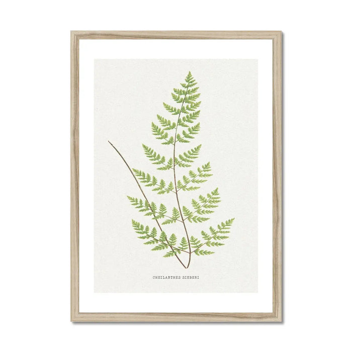 Cheilanthes Sieberi | Fern Print | Botanical Art - Framed