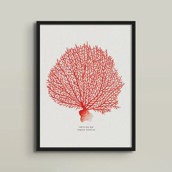 Coral Print (Red Coral No 2)  With black frame