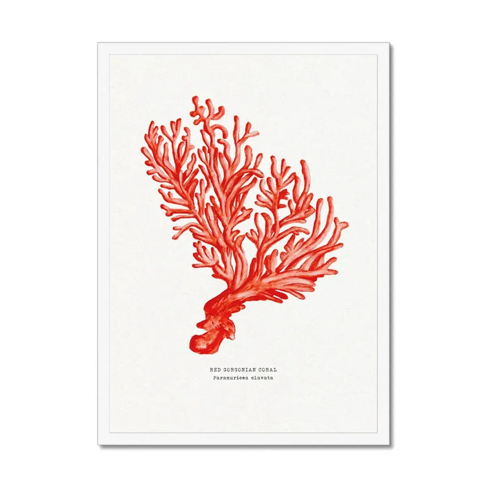 framed coral art print in a white frame - watercolour coral painting in red
