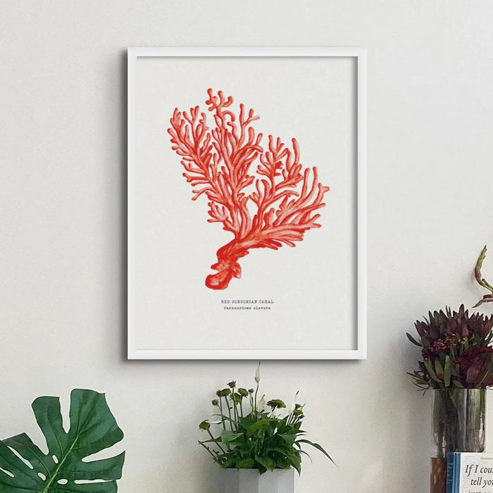 Coral Wall Art Print (Red Coral No 5) - Framed