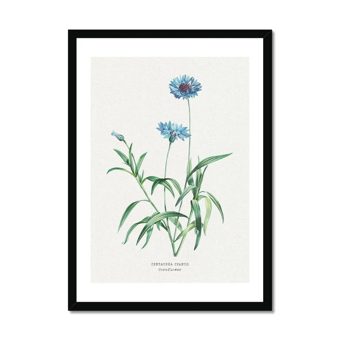 Cornflower Floral Painting | Vintage Flower Print | Botanical Art - Framed Wall Art