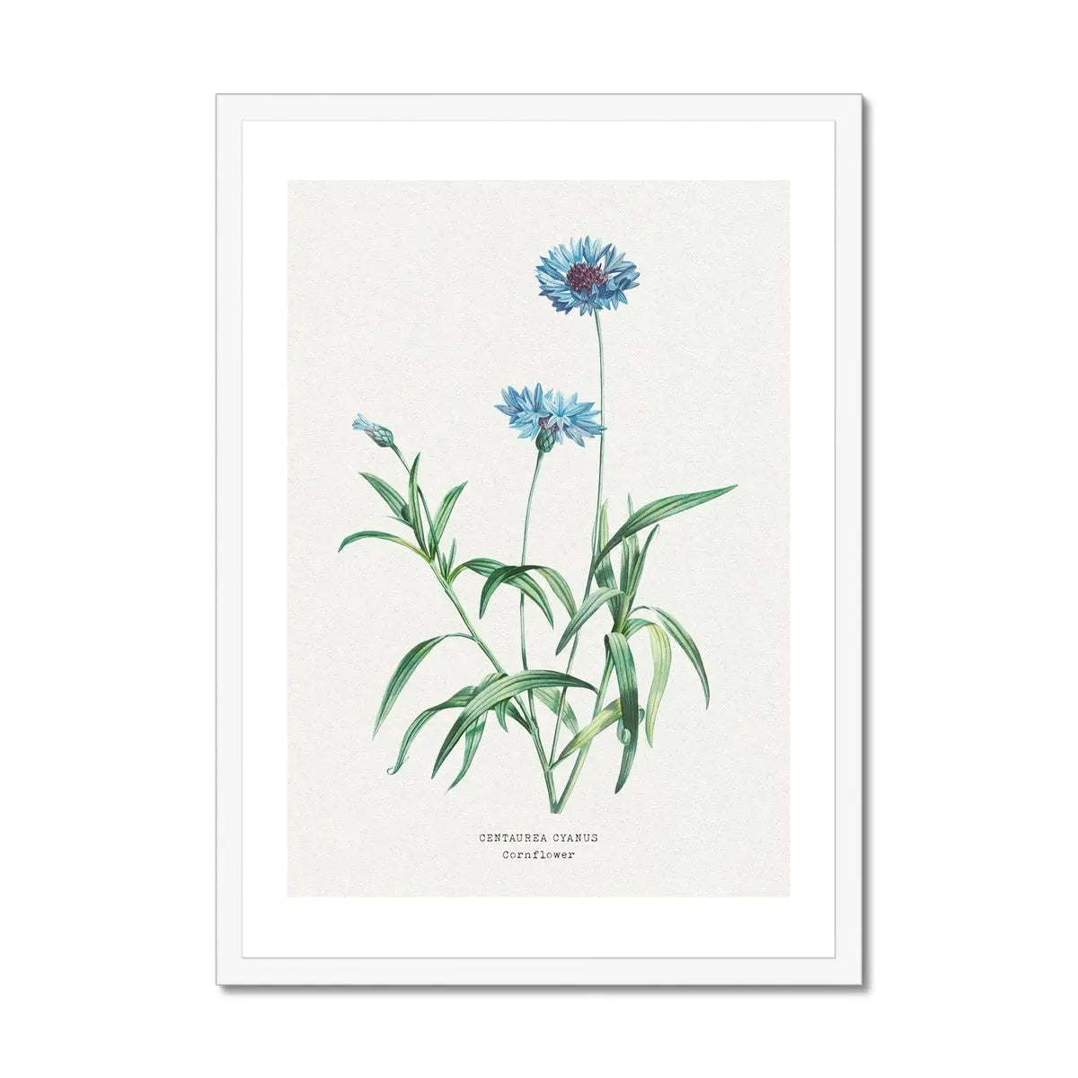 Kornblumen-Blumenmalerei | Vintage Blumendruck | Botanische Kunst – gerahmte Wandkunst