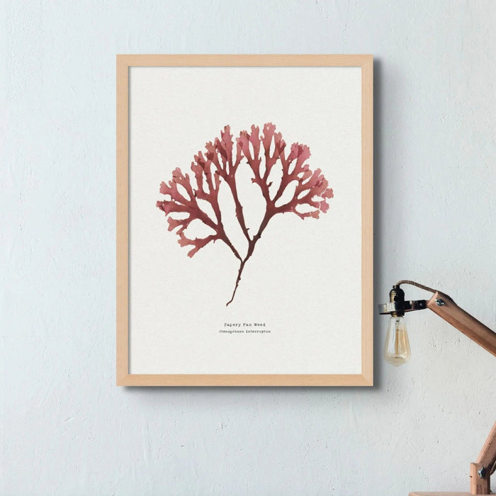Seaweed Print Wall Art (Fan Weed No2) - Framed - Beach House Art