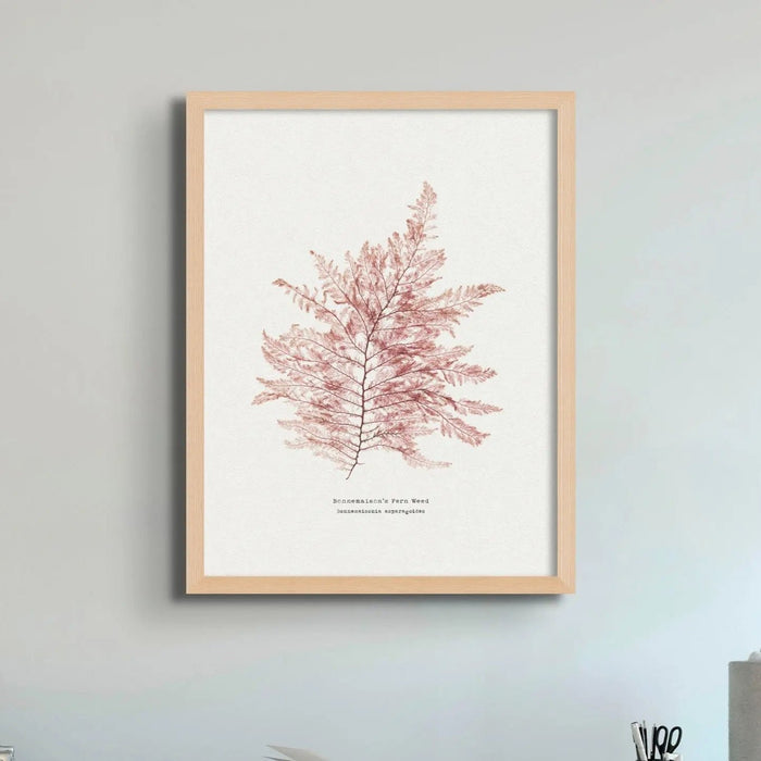 Seaweed Print Wall Art (Fern Weed No1) - Framed - Beach House Art