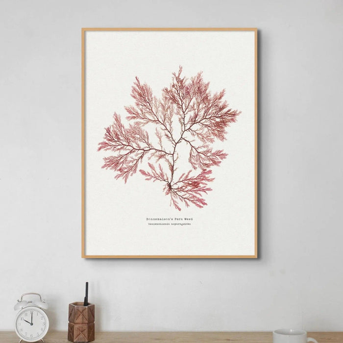 Seaweed Print Wall Art (Fern Weed No2) - Framed - Beach House Art