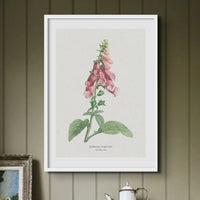 Foxglove Flower Painting | Vintage Flower Print | Botanical Art - Unframed Wall Art