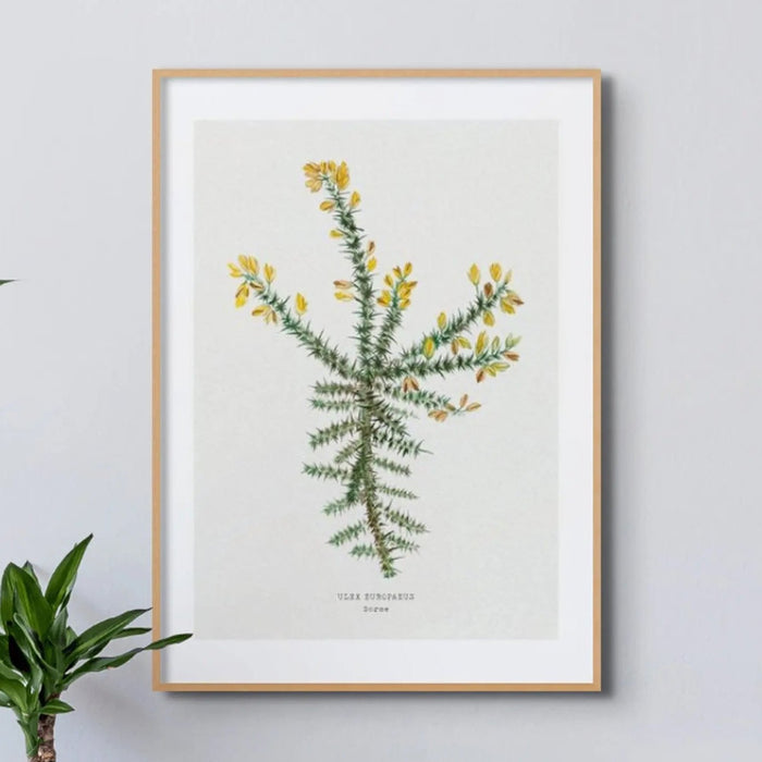 Gorse Painting | Vintage Flower Print | Botanical Art - Unframed