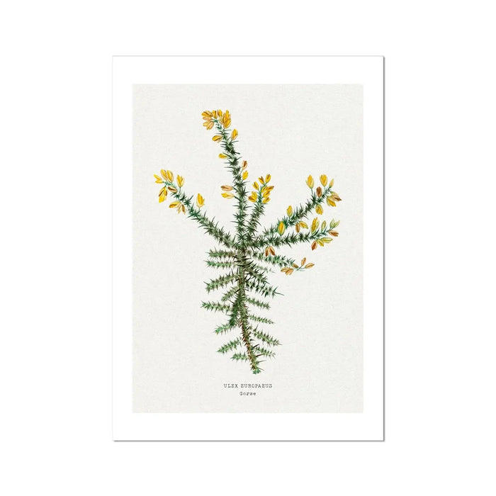 Gorse Painting | Vintage Flower Print | Botanical Art - Unframed