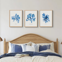 Indigo Seaweed Print Wall Art (Stalked Leaf Bearer) - Unframed - Beach House Art