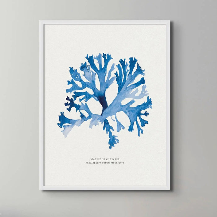 Indigo Seaweed Print Wall Art (Stalked Leaf Bearer) - Framed - Beach House Art