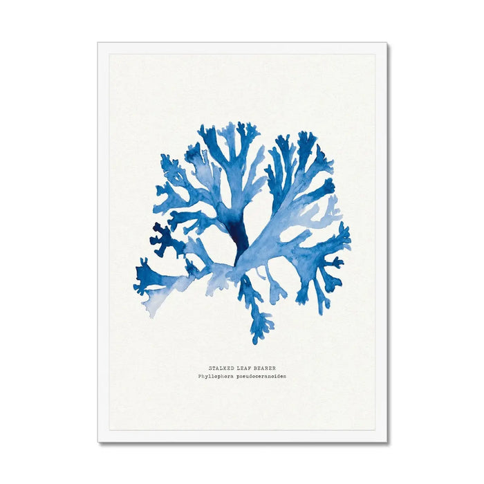 Indigo Seaweed Print Wall Art (Stalked Leaf Bearer) - Framed - Beach House Art