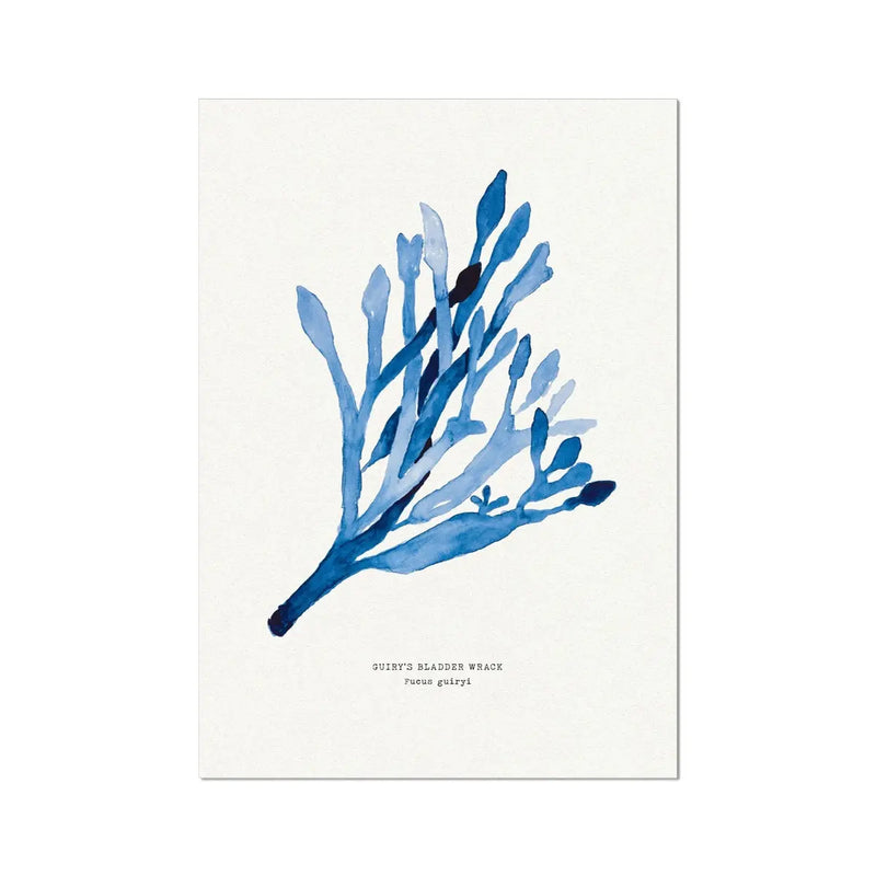 Indigo Seaweed Print Wall Art (Guiry's Bladder Wrack) Beach House Art