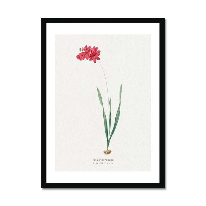 Ixia Filiformis | Vintage Flower Print | Botanical Art - Framed