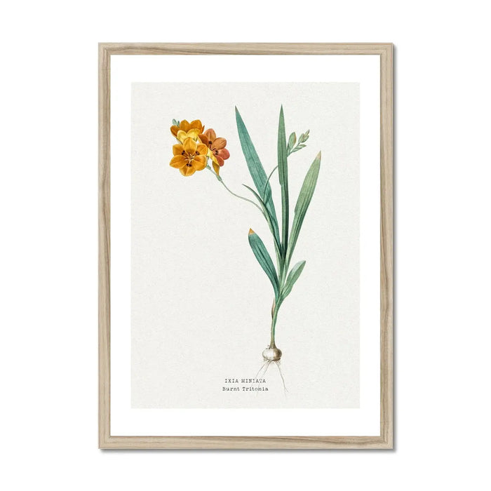 Ixia Miniata Floral Painting | Vintage Flower Print | Botanical Art - Framed Wall Art