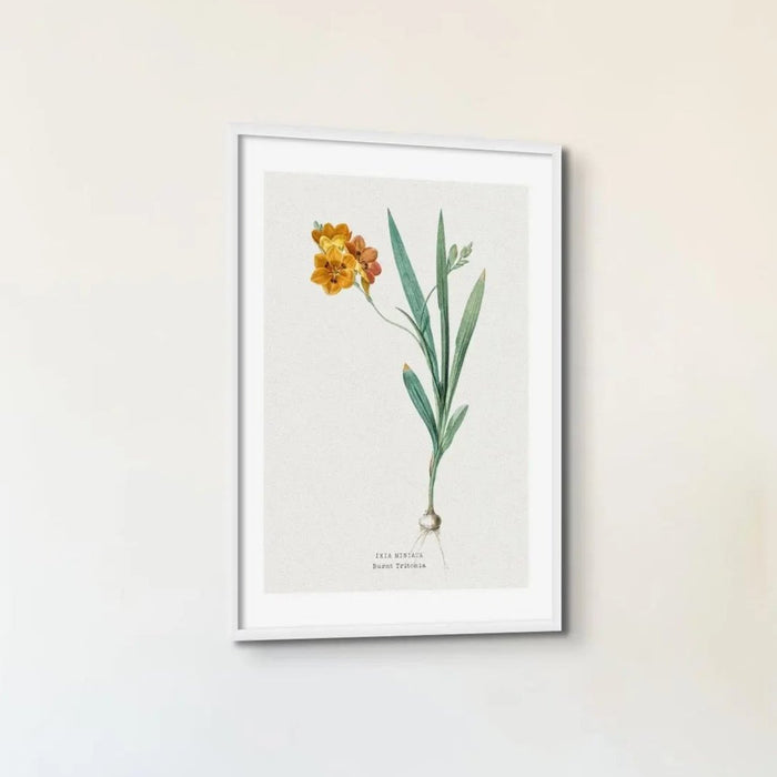 Ixia Miniata Floral Painting | Vintage Flower Print | Botanical Art - Framed Wall Art