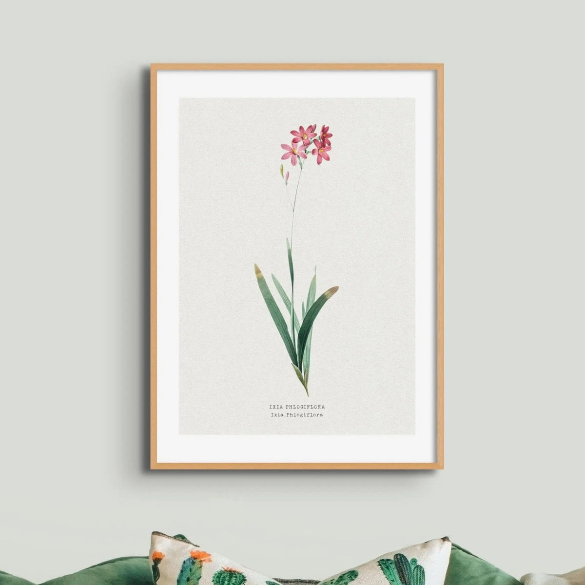 Ixia Phlogiflora | Vintage Flower Print | Botanical Art - Framed