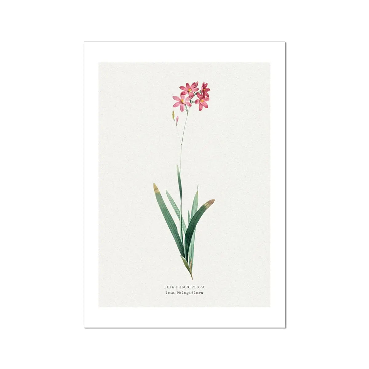 Ixia Phlogiflora | Vintage Flower Print | Botanical Art - Unframed