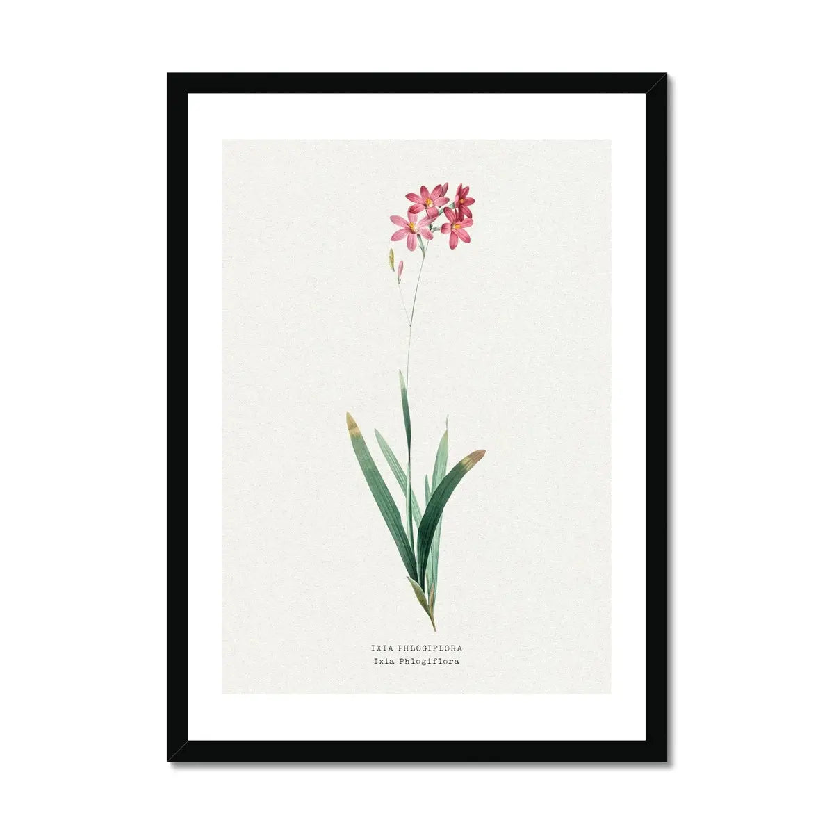 Ixia Phlogiflora | Vintage Flower Print | Botanical Art - Framed
