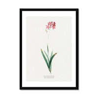 Ixia Phlogiflora | Vintage Flower Print | Botanical Art - Framed