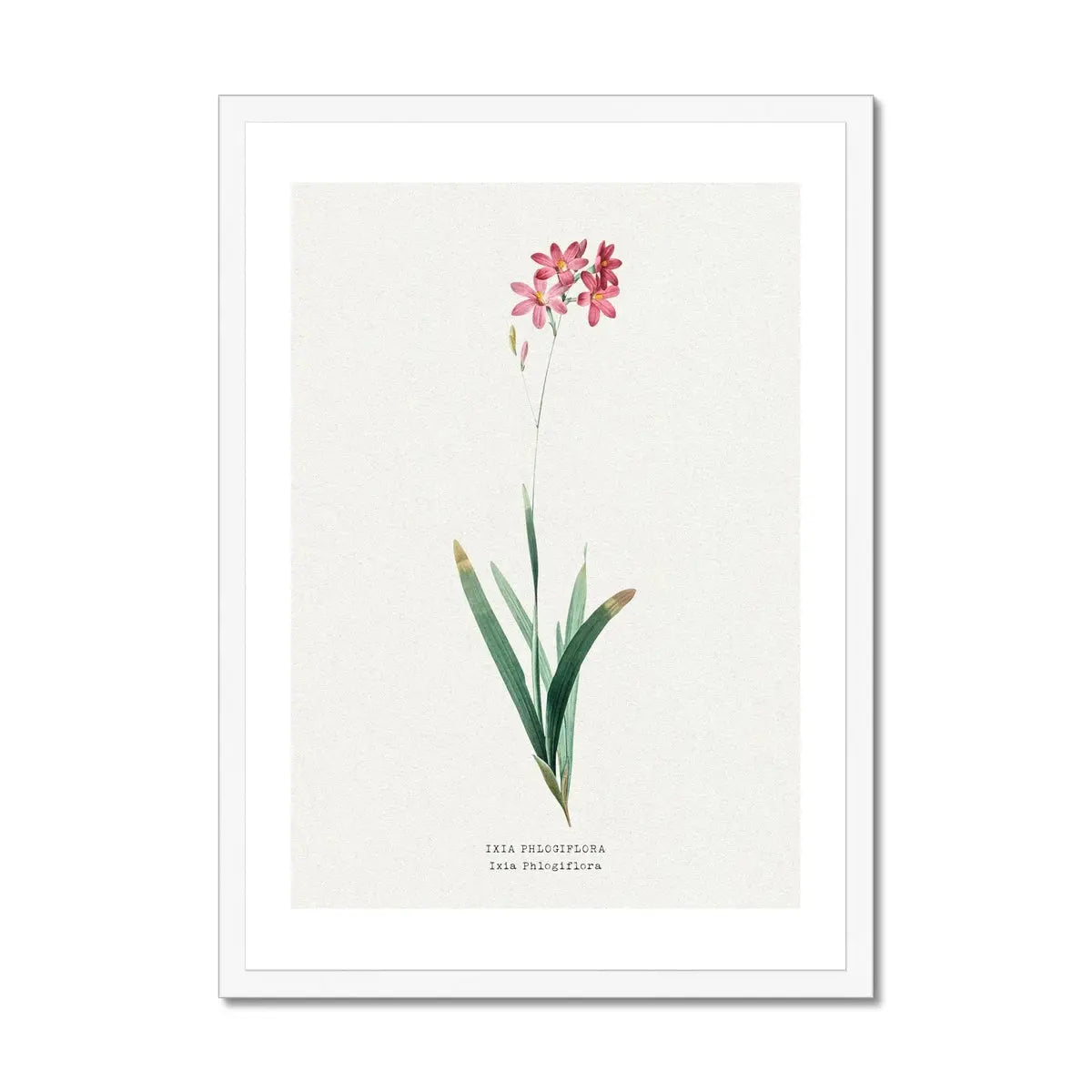 Ixia Phlogiflora | Vintage Flower Print | Botanical Art - Framed