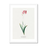 Ixia Phlogiflora | Vintage Flower Print | Botanical Art - Framed