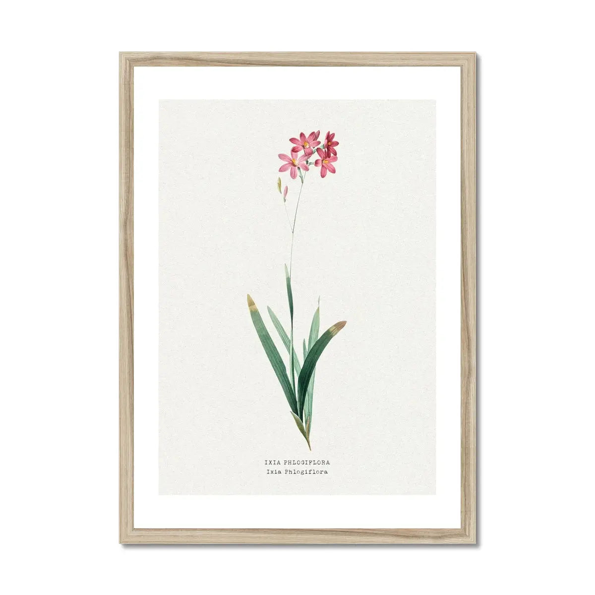 Ixia Phlogiflora | Vintage Flower Print | Botanical Art - Framed