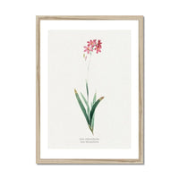 Ixia Phlogiflora | Vintage Flower Print | Botanical Art - Framed