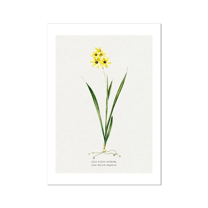 Ixia Yellow Emperor | Vintage Flower Print | Botanical Art - Unframed