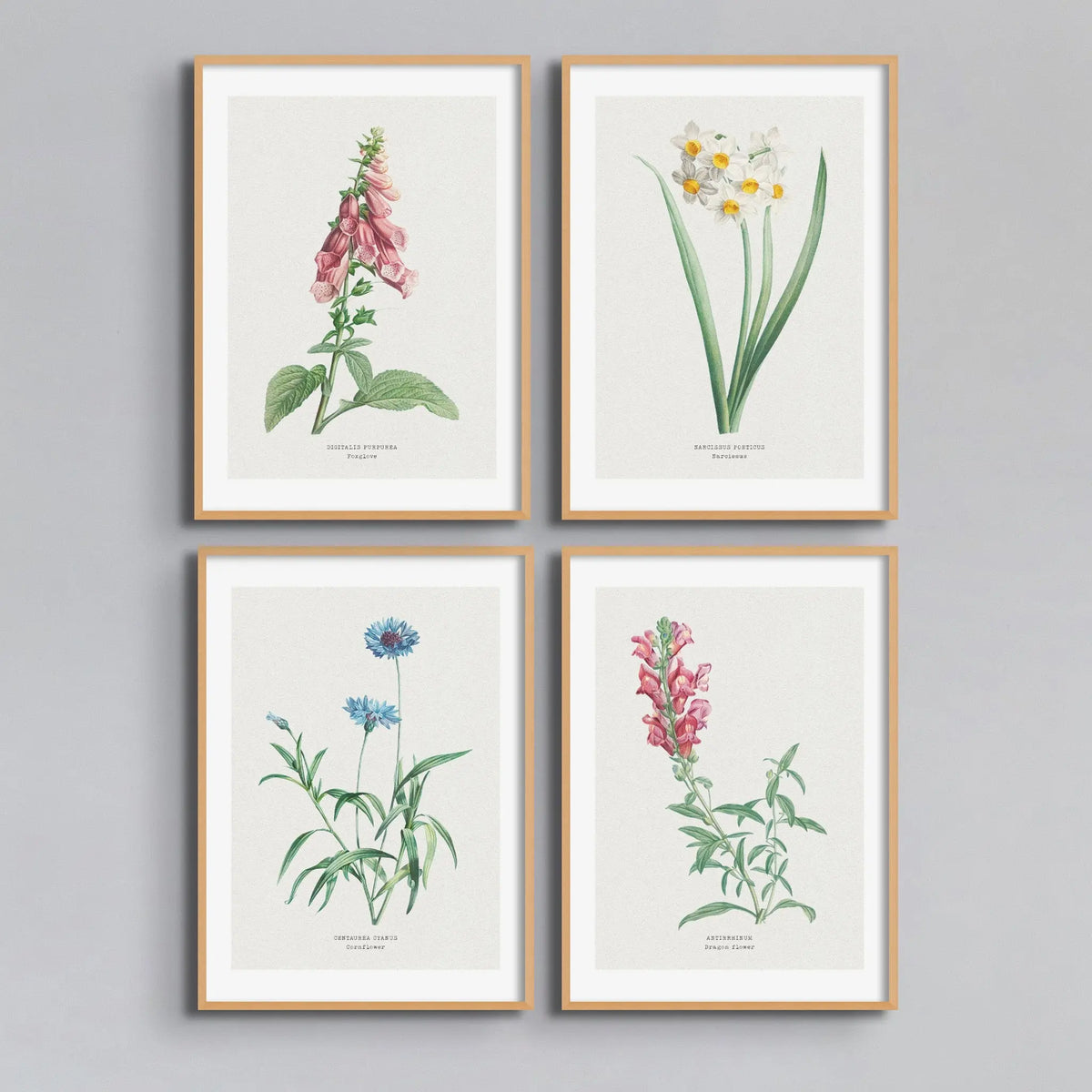 Narcissus Floral Painting | Vintage Flower Print | Botanical Art - Unframed Wall Art