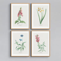 Narcissus Floral Painting | Vintage Flower Print | Botanical Art - Unframed Wall Art