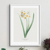Narcissus Floral Painting | Vintage Flower Print | Botanical Art - Unframed Wall Art