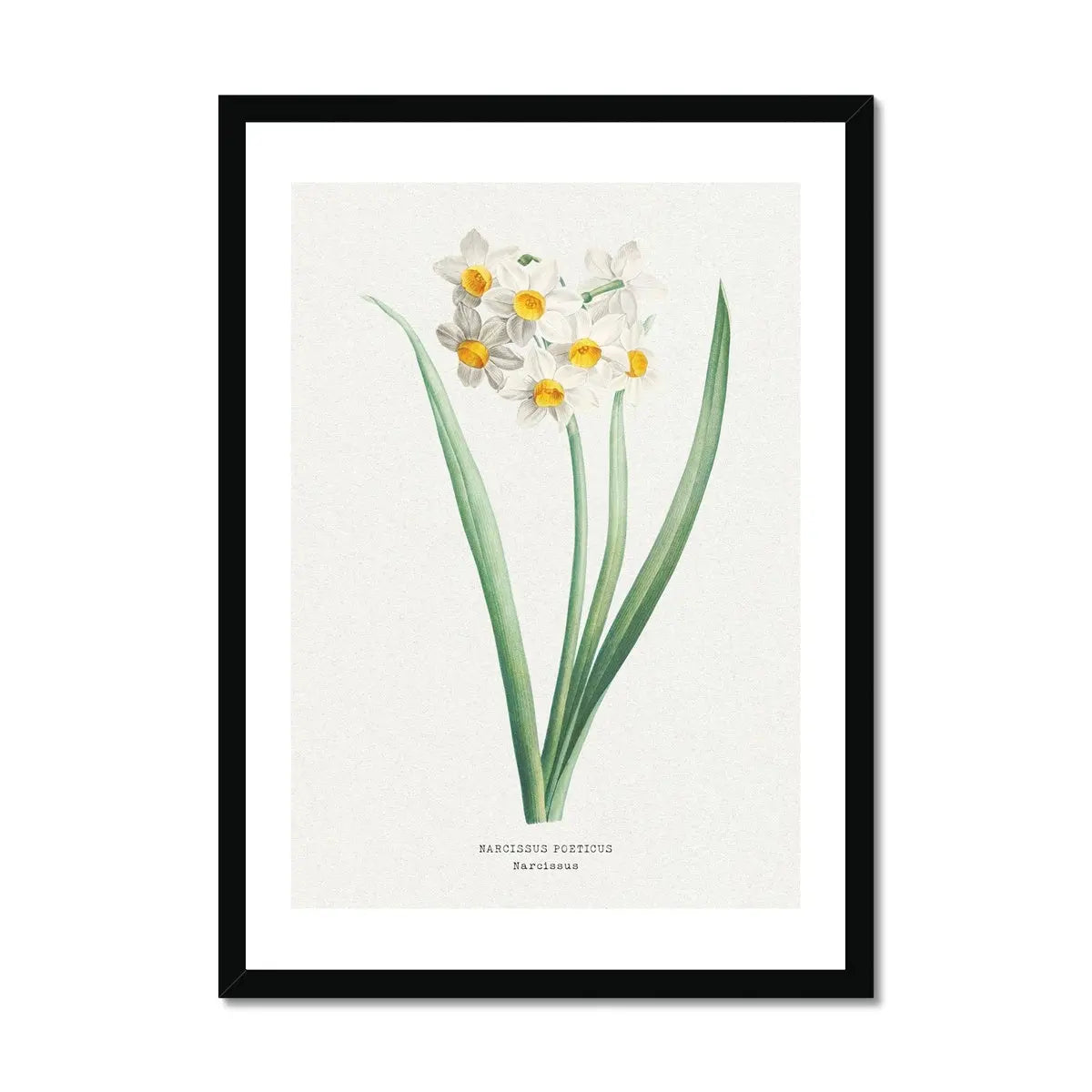 Narcissus - Daffodil Painting | Vintage Flower Print | Botanical Art - Framed Wall Art