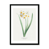 Narcissus - Daffodil Painting | Vintage Flower Print | Botanical Art - Framed Wall Art