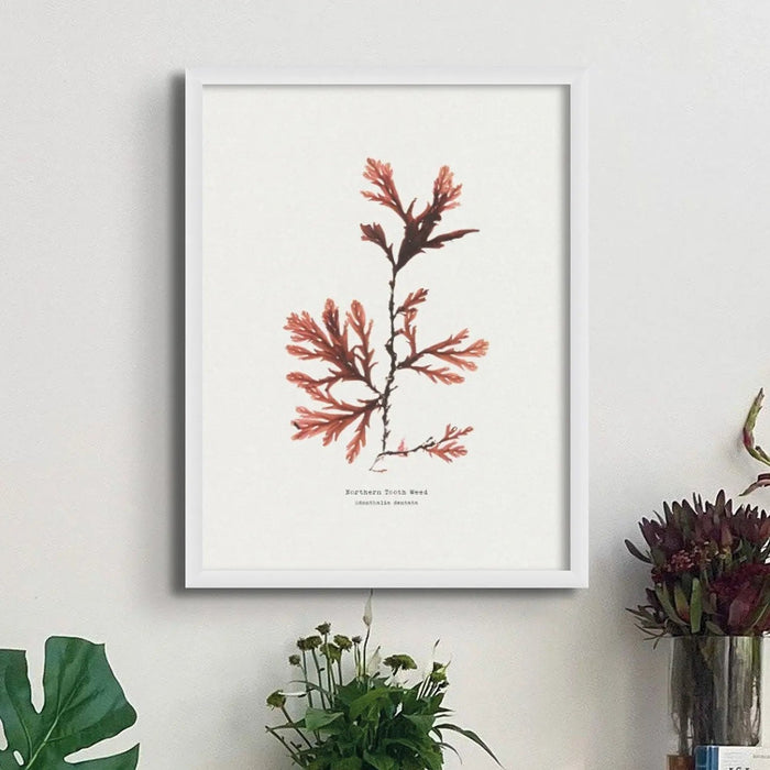 Seaweed Print Wall Art (Northern Tooth Weed) - Framed - Beach House Art