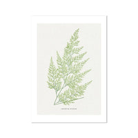 Onychium Lucidum Fern Print | Botanical Art - Unframed Wall Art