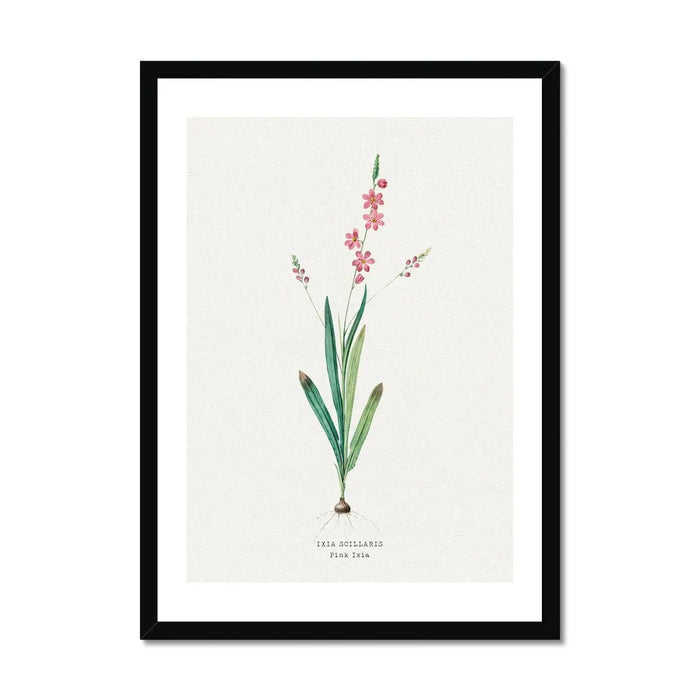Pink Ixia Floral Art | Vintage Flower Print | Botanical Art - Framed Art Print