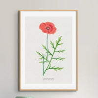 Poppy Floral Painting | Vintage Flower Print | Botanical Art - Unframed Wall Art